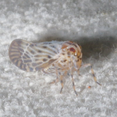 Cedusa maculata