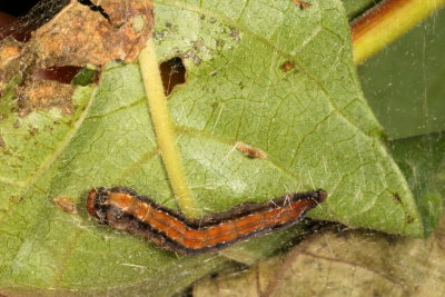 Hodges#2401 * Ailanthus Webworm Moth
