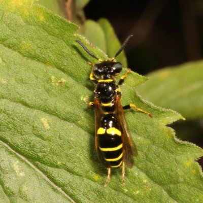 Philanthus lepidus