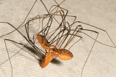 Harvestmen : Opiliones