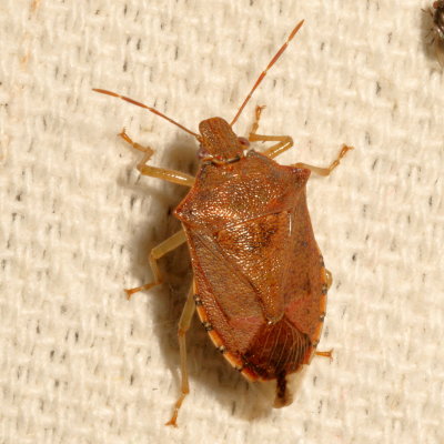 Podisus maculiventris * Spined Soldier Bug