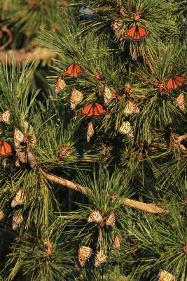Monarchs Migration Roost