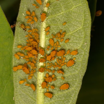 Oleander aphids