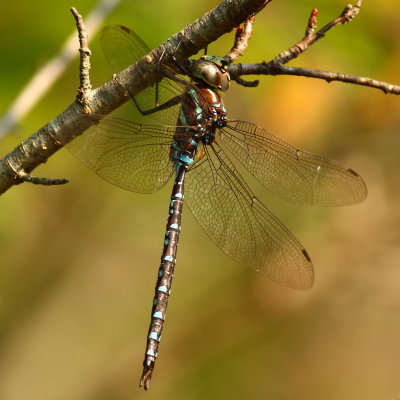  Black-tipped Darner * Aeshna tuberculifera 