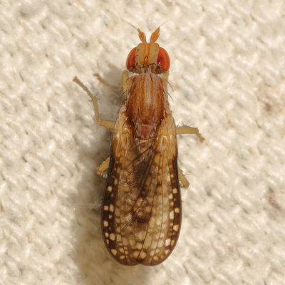 Sciomyzidae : Marsh Flies