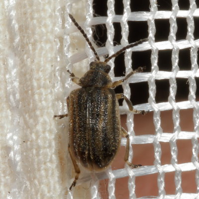 Genus Ophraella