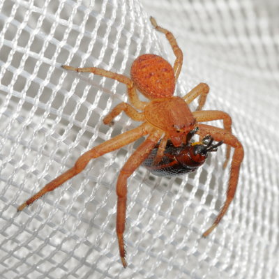 Genus Xysticus