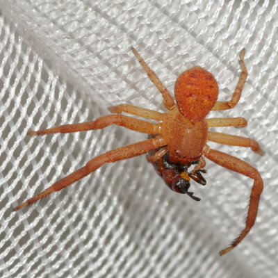 Genus Xysticus
