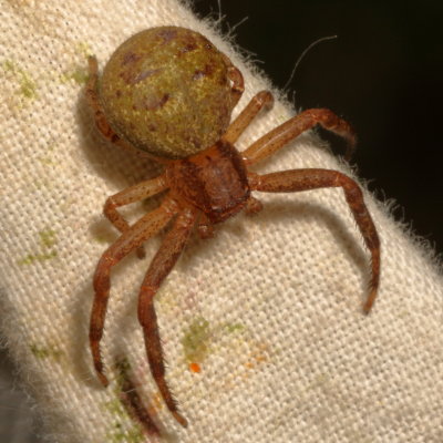 Genus Xysticus