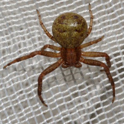 Genus Xysticus
