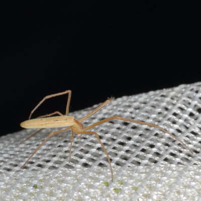 Genus Tetragnatha