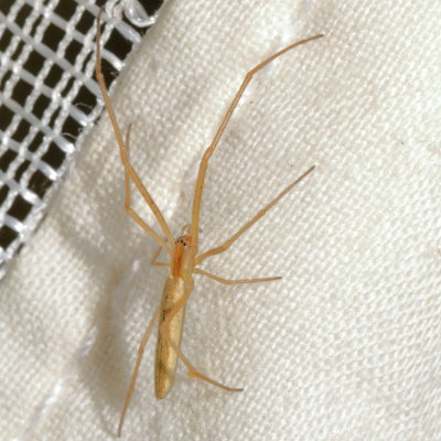 Genus Tetragnatha