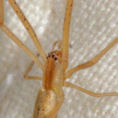 Genus Tetragnatha