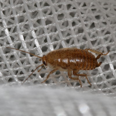 Ectobius pallidus