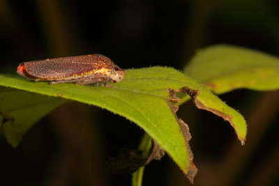 Paraulacizes irrorata * Speckled Sharpshooter