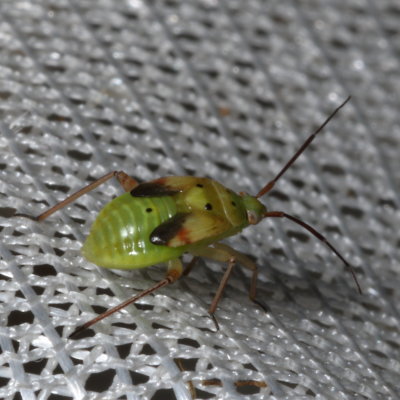 Fifth stage nymph
