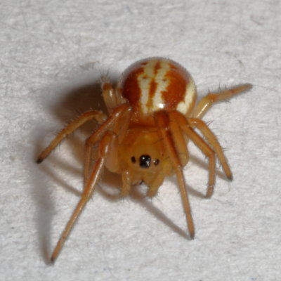 Araneus pratensis