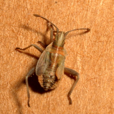Harmostes nymph
