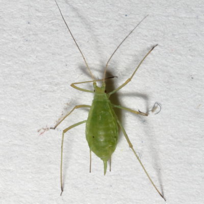 Tribe Macrosiphini