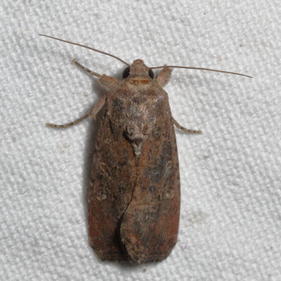Hodges #9666 * Fall Armyworm Moth * Spodoptera frugiperda
