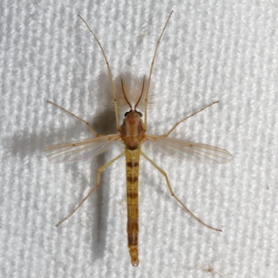 Tribe Chironomini