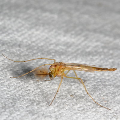 Tribe Chironomini