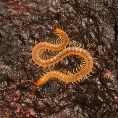 Geophilomorpha * Soil Centipedes