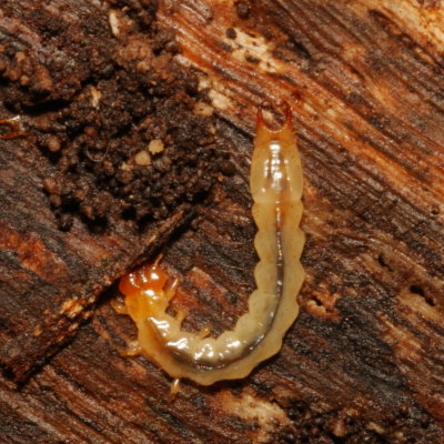 Dendroides canadensis larva