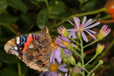 Red Admiral