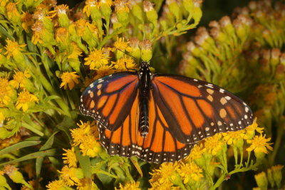 Monarch