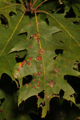 Polystepha pilulae * Oak Leaf Gall Midge
