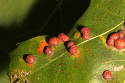 Polystepha pilulae * Oak Leaf Gall Midge