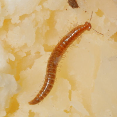 Order Chordeumatida * Sausage Millipedes