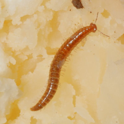 Millipede