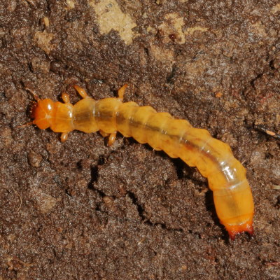 Dendroides canadensis larva