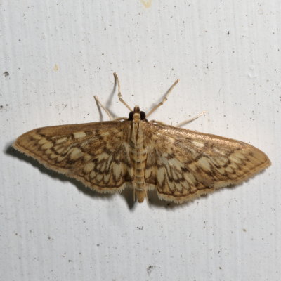 Hodges#5275 * Bold-feathered Grass Moth * Herpetogramma pertextalis