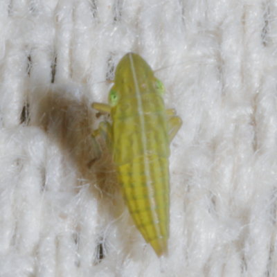 Draeculacephala nymph