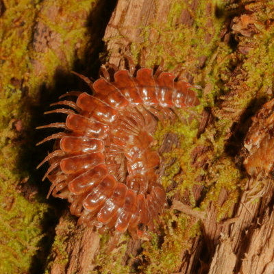 Pseudopolydesmus serratus