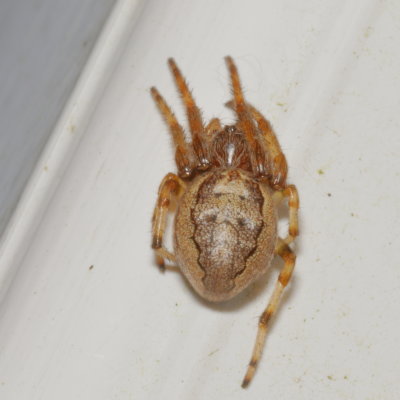 Larinioides cornutus * Furrow Orbweaver(T)