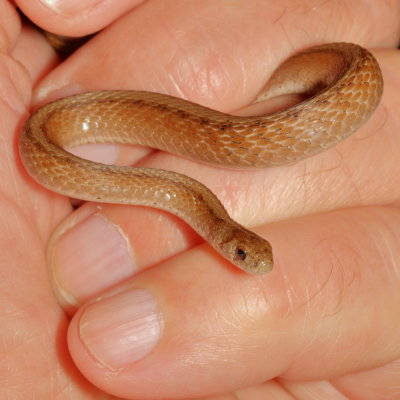 Brown (De Kay's) Snake