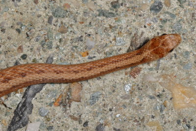 Brown (De Kay's) Snake