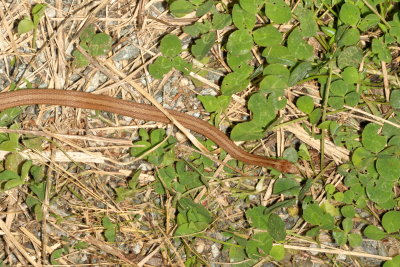 Brown (De Kay's) Snake