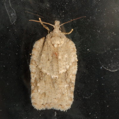 Hodges#3540 * Black-headed Birch Leaffolder * Acleris placidana