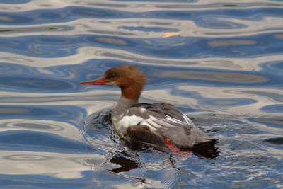 Common Merganser ♀