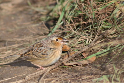 Grasshopper Sparrow