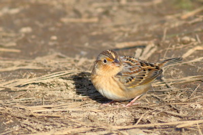 Grasshopper Sparrow