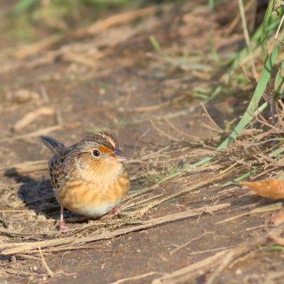 Grasshopper Sparrow