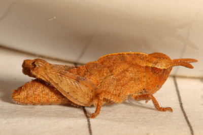 Chortophaga viridifasciata nymph 4th instar