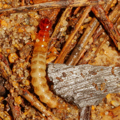 Rove Beetle Larvae