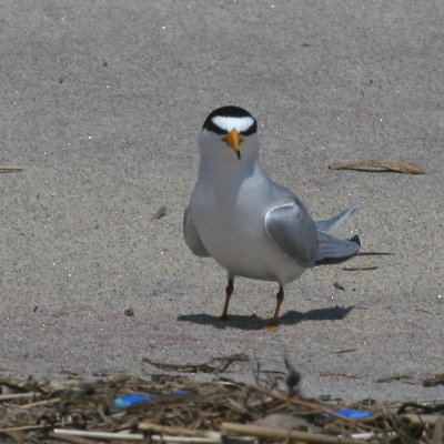 Least Tern